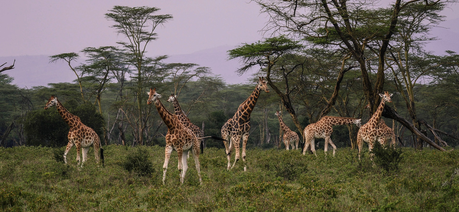 abitudini delle giraffe