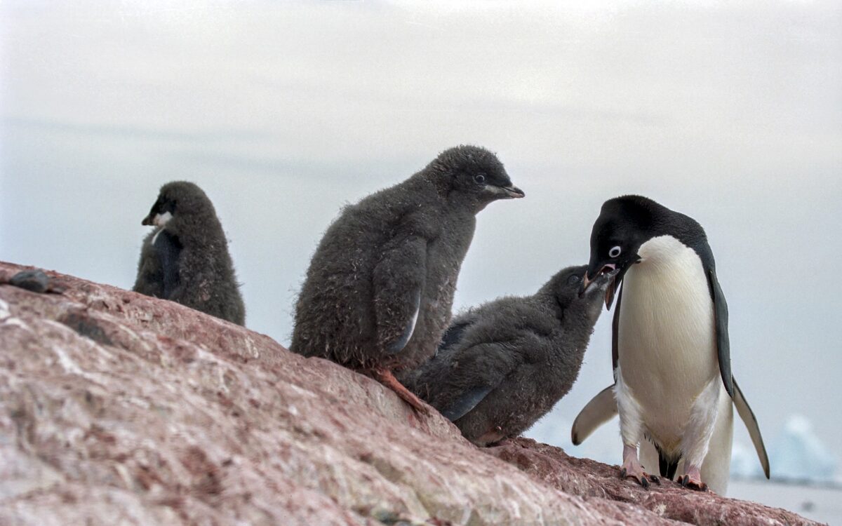 Pinguini di Adelia in Antartide