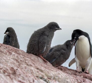 Pinguini di Adelia in Antartide