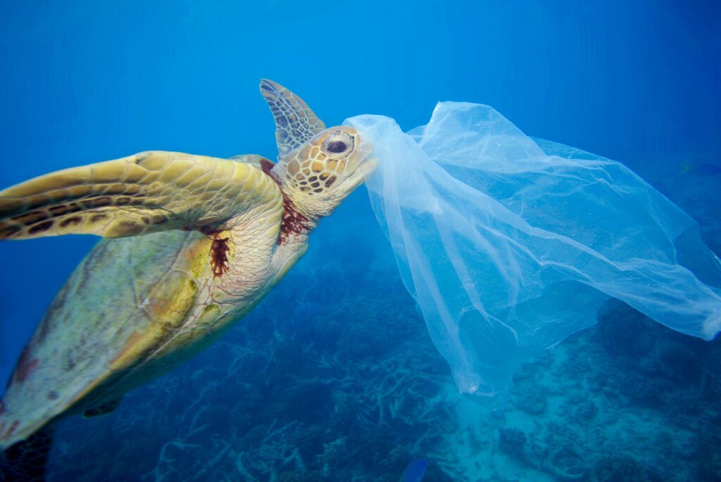 Fauna marina e plastica