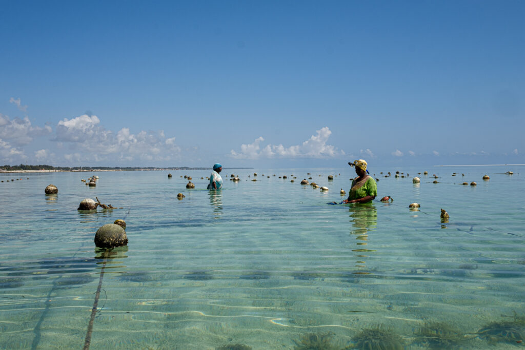 Sponge Farmer | ©Gabriele Orlini